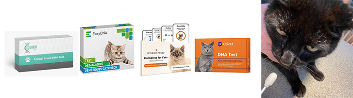 4 meilleur tests ADN pour  les chats