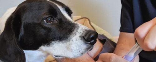 beste-test-adn-hond