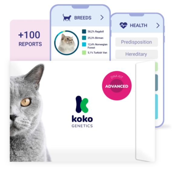 best-dna-test-for-cats-koko-genetics