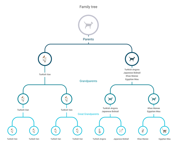 koko-genetică-genealogie-arbore-genealogic