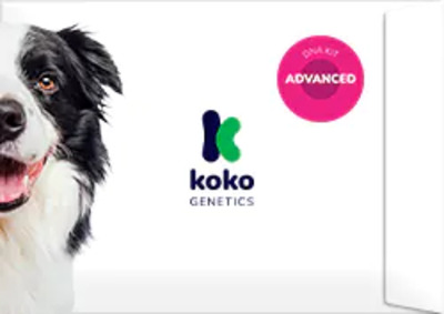 koko-genetics-kit-dna-avancerat