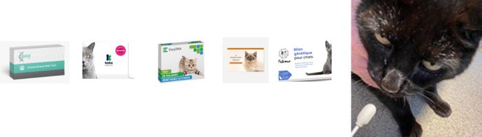 meilleurs-test-adn-chat