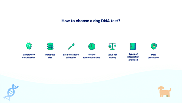 cum-să-alegi-un-test-adn-pentru-câini