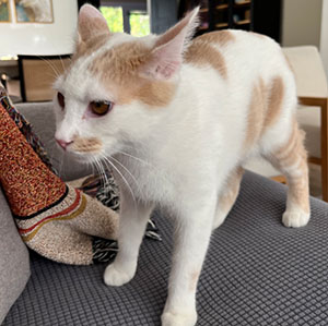 tes-dna-untuk-kucing
